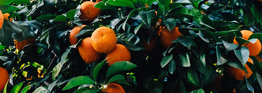 citrusvruchten, vitamine c